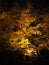 Night light up in autumn at Kiyomizu-dera temple, Japan