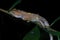 Night macro shot of a lizard on a tree branch