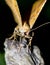 Night moth on flower