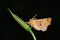Night moth (Geometrida ssp.)
