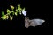 Night nature, Pallas`s Long-Tongued Bat, Glossophaga soricina, flying bat in dark night. Nocturnal animal in flight with red feed