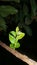 Night nice plant