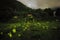 At night in an old country house in central Taiwan, fireflies flickered with glowing lights, full of dreamy beauty