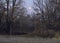 Night ominous forest with the moon