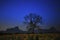 Night photgraphy of sunflowers field and dry tree branch against