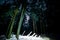 Night photo. Fluffy huge pine trees in the snow on a glade of dark forest and starry sky.