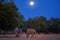 Night photo of a mother elephant with her calf coming out of the bush to drink from the Zambezi River. African elephant against