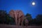 Night photo of a mother elephant with her calf coming out of the bush to drink from the Zambezi River. African elephant against