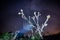 Night photo. A spiny bullock with a spider web against the background of the starry sky and a falling meteor.