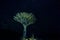 Night photo. Unique endemic tree. Dragon tree and starry sky. Socotra island. Yemen.