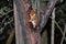 Night Portrait of the brown mouse lemur Microcebus rufus aka eastern rufous or russet in Ranomafana, Fianarantsoa