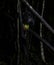 Night portrait of Daubentonia madagascariensis aka Aye-Aye lemur, Atsinanana region, Madagascar