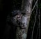 Night portrait of Daubentonia madagascariensis aka Aye-Aye lemur, Atsinanana region, Madagascar