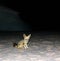 Night portrait of fennec fox in White desert, Farafra, Egypt