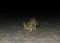 Night portrait of fennec fox in White desert, Farafra, Egypt