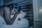 Night portrait of young sad and worried black african American woman in bed at home sleepless and stressed feeling depressed suffe