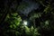 night rainforest, with the moon and stars shining through the dense canopy