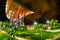 A night scene of a open ceiling concert hall in a public park in Portoviejo, Manabi