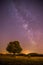 Night scenery: Stars, meadow and a tree. Purple and warm tones