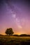 Night scenery: Stars, meadow and a tree. Purple and warm tones