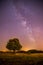 Night scenery: Stars, meadow and a tree. Purple and warm tones