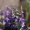 Night Scented Stock , Matthiola longipetala .