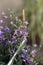 Night Scented Stock , Matthiola longipetala .