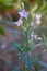 Night Scented Stock, Matthiola longipetala fragrant flower.