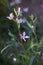 Night Scented Stock, Matthiola longipetala fragrant flower.