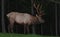 Night Shot of Closeup of Bull Elk