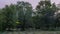 Night shot of the forest where fireflies fly. An example of bioluminescence in nature