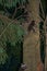 Night shot of several young raccoons who have climbed a tree