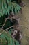 Night shot of several young raccoons who have climbed a tree