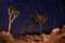 Night Shot of Star Trails in Joshua Tree National