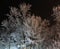 Night shot. Tree covered with snow and hoarfrost, frozen branches lit by a street lamp