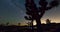 Night Sky Milky Way Joshua Tree Landscape