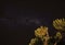 Night sky with Milkyway galaxy over small tree shrubs as seen from Anakao, Madagascar, Southern cross or crux constellation