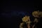 Night sky with Milkyway galaxy over small tree shrubs as seen from Anakao, Madagascar, Southern cross or crux constellation