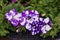 Night sky petunia - Colorful Mixing white Violet Petunia flowers