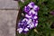 Night sky petunia - Colorful Mixing white Violet Petunia flowers