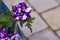 Night sky petunia - Colorful Mixing white Violet Petunia flowers