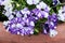 Night sky petunia - Colorful Mixing white Violet Petunia flowers