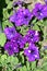 Night Sky or Starry Night Petunia plant