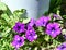 Night Sky or Starry Night Petunia plant closeup