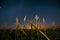 Night Starry Sky Above Green Maize Corn Field Plantation In Summer