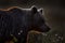 Night in taiga Bear detail portrait in forest. Cotton grass with bear. Beautiful brown bear walking around lake, fall colours. Big