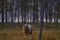 Night in taiga Bear hidden in yellow forest. Autumn trees with bear. Beautiful brown bear walking around lake, fall colours. Big