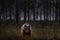 Night in taiga Bear hidden in yellow forest. Autumn trees with bear. Beautiful brown bear walking around lake, fall colours. Big