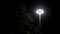 Night time in the city park and a tree in street light. Stock footage. Bottom view of swaying green tree crown under the