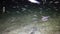 Night video, many small fish swim in the light of an underwater lamp